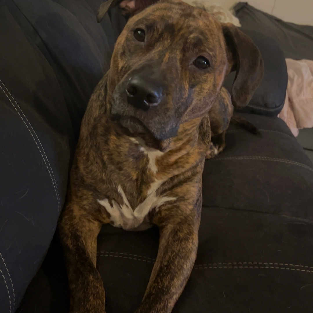 Stella joined the competition — help win amazing prizes! animal, architecture, boxer, building, bulldog, canine, chair, couch, dog, face, furniture, head, hound, indoors, labradorretriever, livingroom, person, pet, pitbull, room