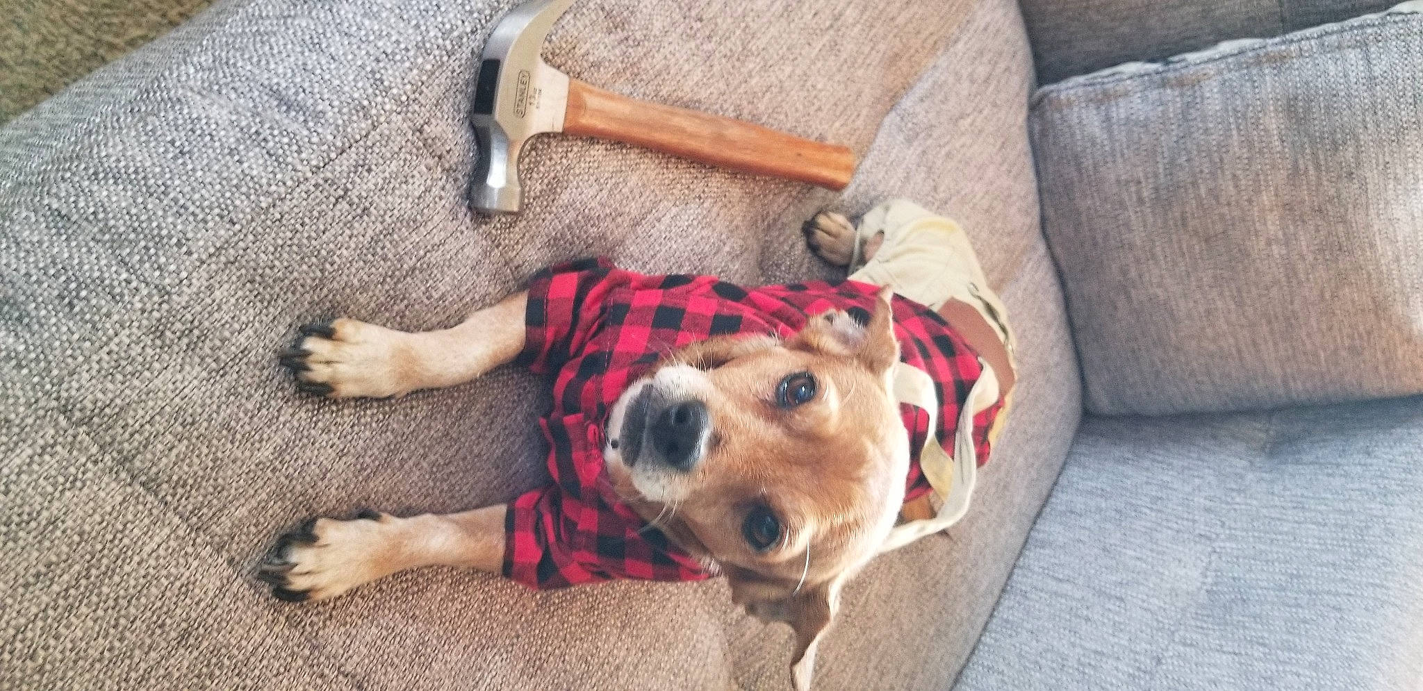 Deuce is registered to the contest to win money with this photo: canidae, carnivore, collar, companion_dog, dog, dog_breed, dog_collar, dog_supply, fawn, flooring, fur, leash, pattern, paw, pet_supply, plaid, snout, sporting_group, wood, working_animal