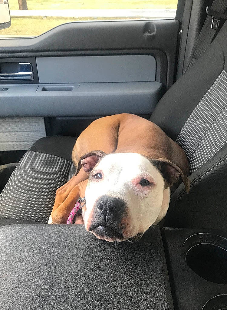 Carter is registered to the contest to win money with this photo: american_bulldog, american_staffordshire_terrier, bulldog, canidae, car, car_seat, carnivore, companion_dog, dog, dog_breed, fawn, leg, mammal, non_sporting_group, snout, sporting_group, staffordshire_bull_terrier, vehicle, vehicle_door