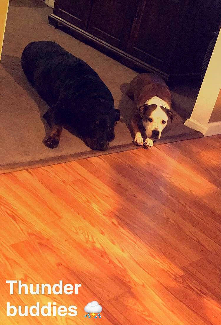 Carter joined the competition — help win amazing prizes! canidae, carnivore, companion_dog, dog, dog_breed, floor, flooring, hardwood, laminate_flooring, puppy, sporting_group, tail, wood, wood_flooring