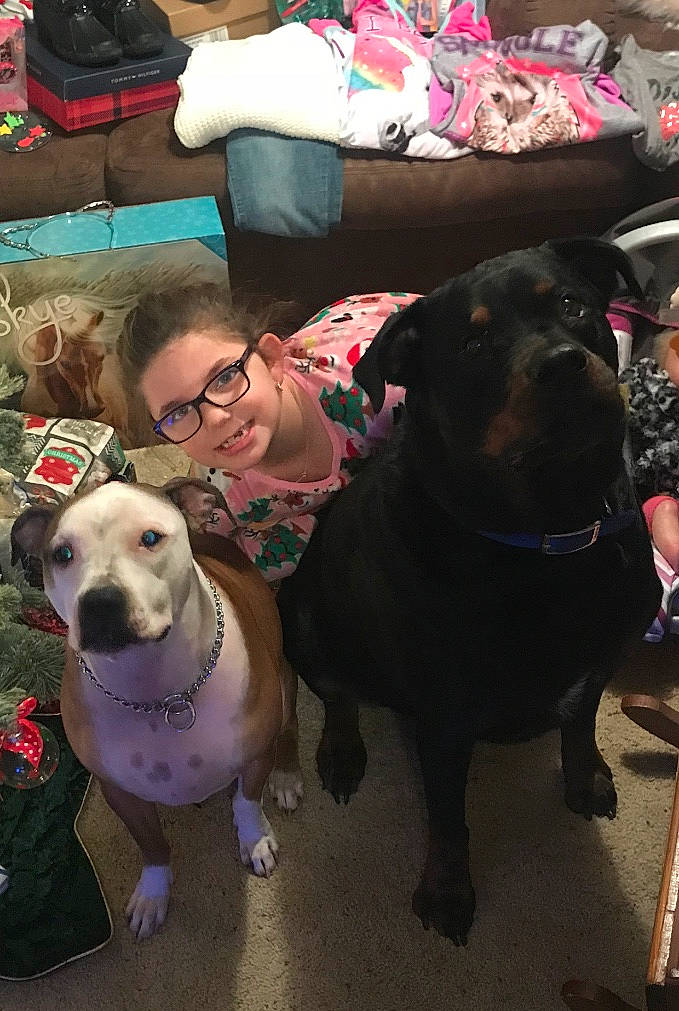 Carter joined the competition — help win amazing prizes! american_pit_bull_terrier, canidae, carnivore, companion_dog, dog, dog_breed, dog_walking, fawn, fun, labrador_retriever, leg, non_sporting_group, photography, pink, pit_bull, snout, sporting_group, staffordshire_bull_terrier