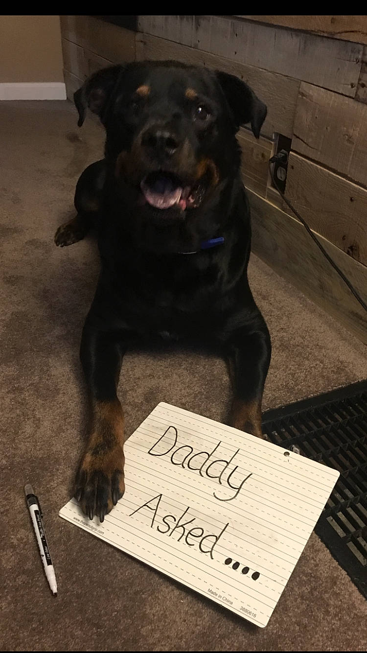 Roman is registered to the contest to win money with this photo: canidae, carnivore, companion_dog, dog, dog_breed, guard_dog, mammal, rottweiler, snout, sporting_group, working_dog