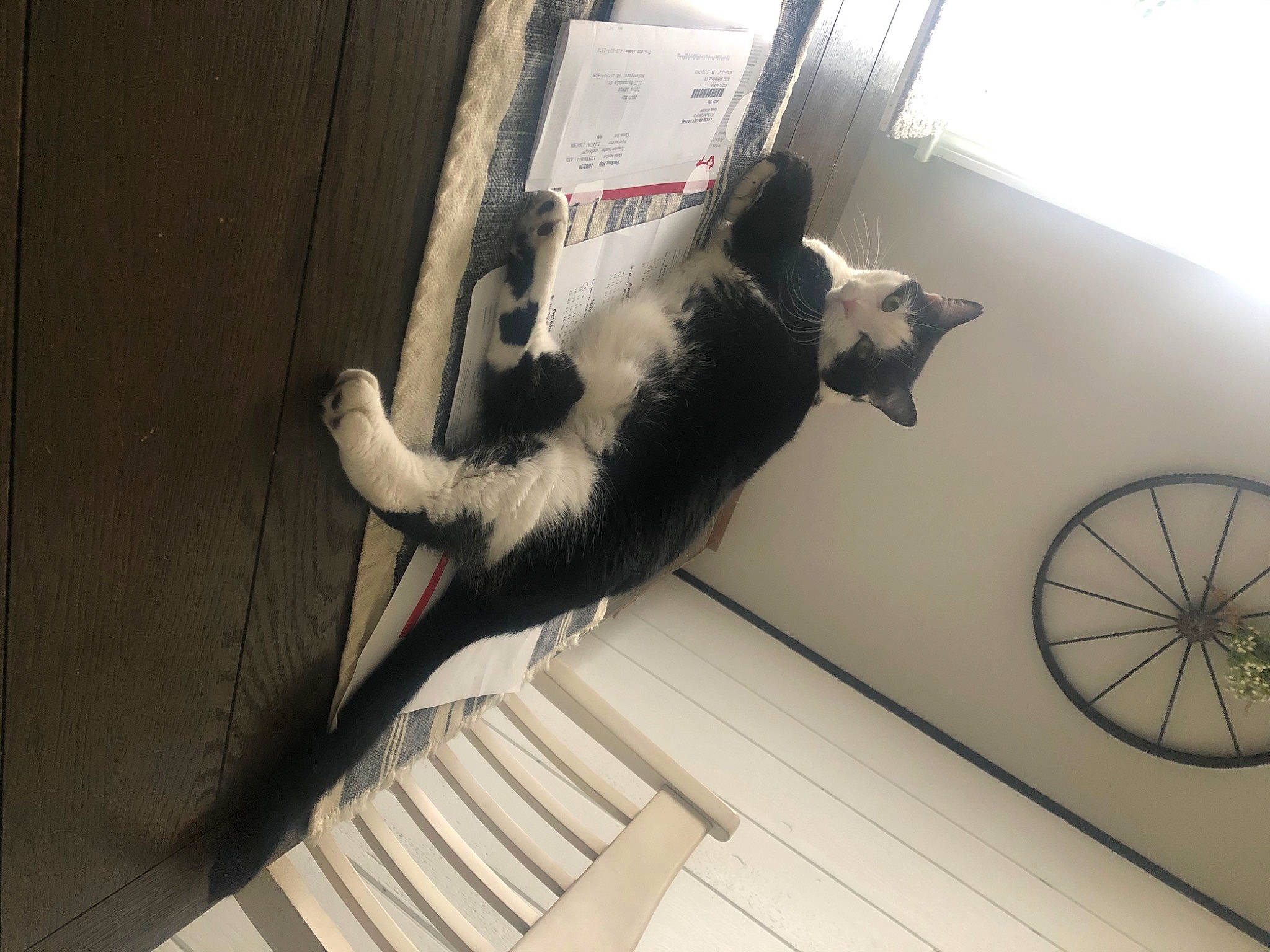 Ceaser is registered to the contest to win money with this photo: canidae, carnivore, cat, felidae, mammal, small_to_medium_sized_cats, tail, whiskers