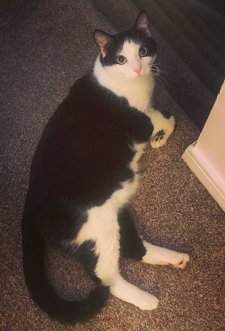 Ceaser joined the competition — help win amazing prizes! american_wirehair, black_and_white, carnivore, cat, domestic_short_haired_cat, ear, european_shorthair, felidae, fur, kitten, leg, mammal, paw, polydactyl_cat, small_to_medium_sized_cats, tail, whiskers