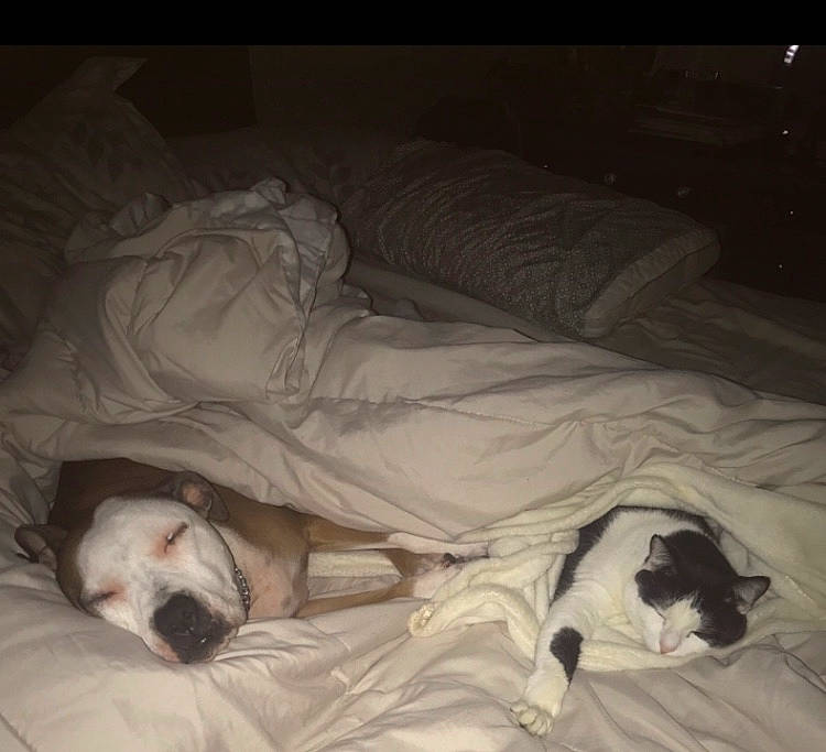 Ceaser is registered to the contest to win money with this photo: american_bulldog, canidae, carnivore, comfort, companion_dog, dog, dog_breed, fawn, nap, non_sporting_group, old_english_bulldog, puppy, puppy_love, sleep, snout, sporting_group
