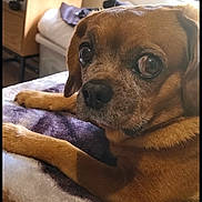 Lulu is registered to the contest to win money with this photo: dog, brown_dog, pet, animal, close_up, indoor, blanket, furniture, window, cabinet, cozy, resting, looking, ears, snout, fur, home, domestic, relaxing, portrait