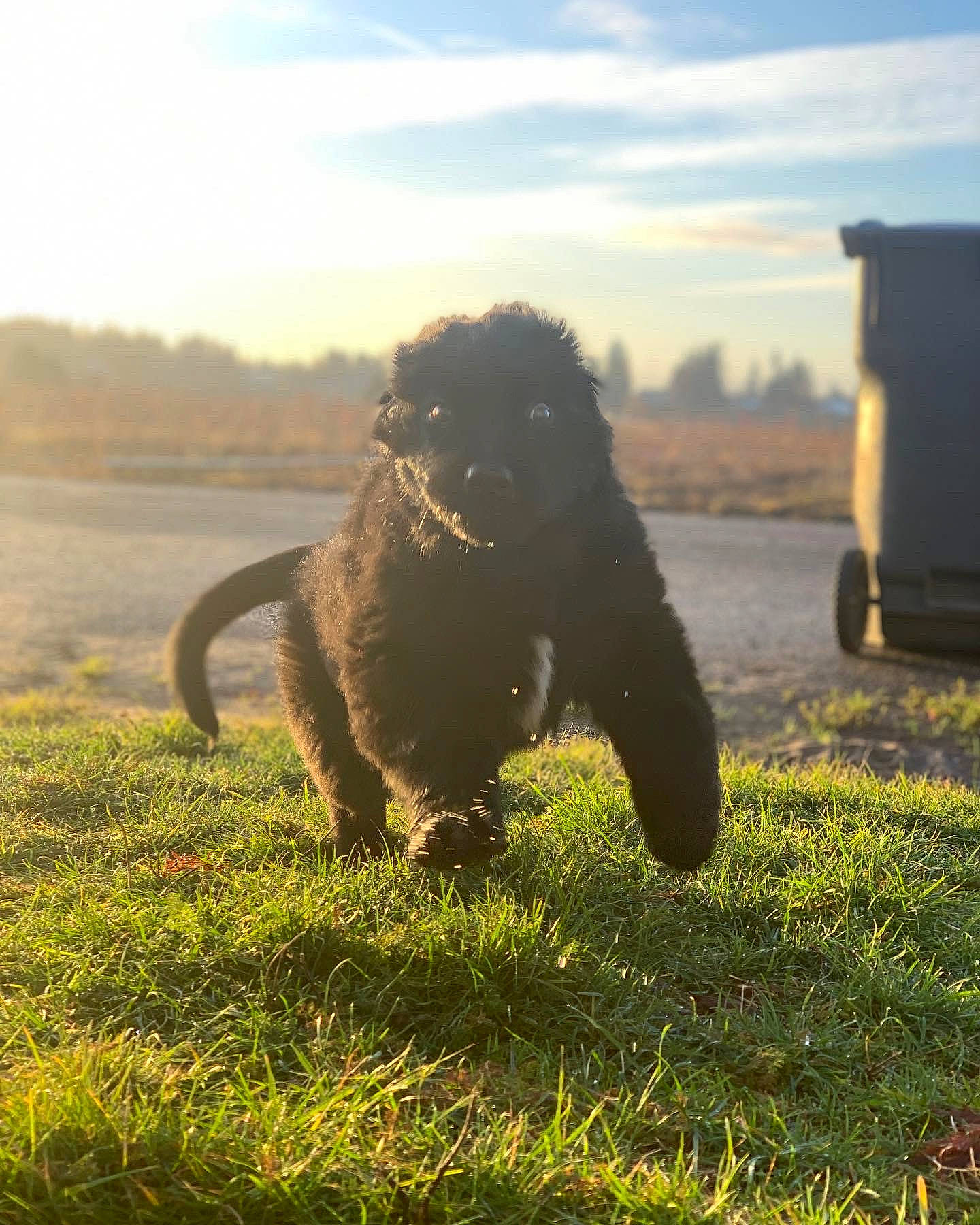 Bob joined the competition — help win amazing prizes! canidae, carnivore, cloud, companion_dog, dog, dog_breed, evening, field, gesture, grass, grassland, horizon, liver, mammal, morning, pasture, sky, tail, vertebrate, working_animal