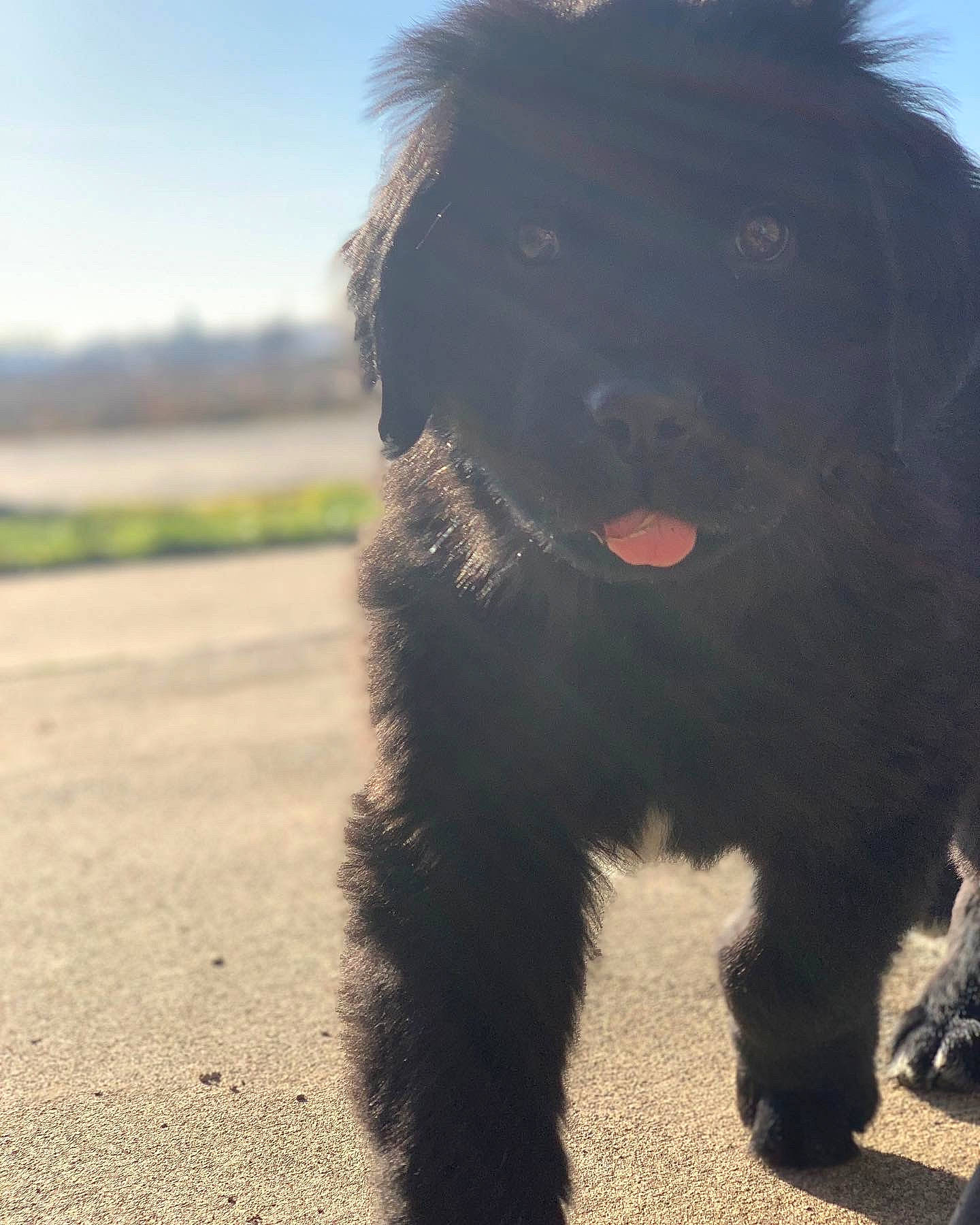 Bob is registered to the contest to win money with this photo: asphalt, canidae, carnivore, companion_dog, dog, dog_breed, dog_collar, fur, grass, liver, road_surface, shadow, sky, snout, sporting_group, terrestrial_animal, terrier, toy_dog, water_dog, working_animal