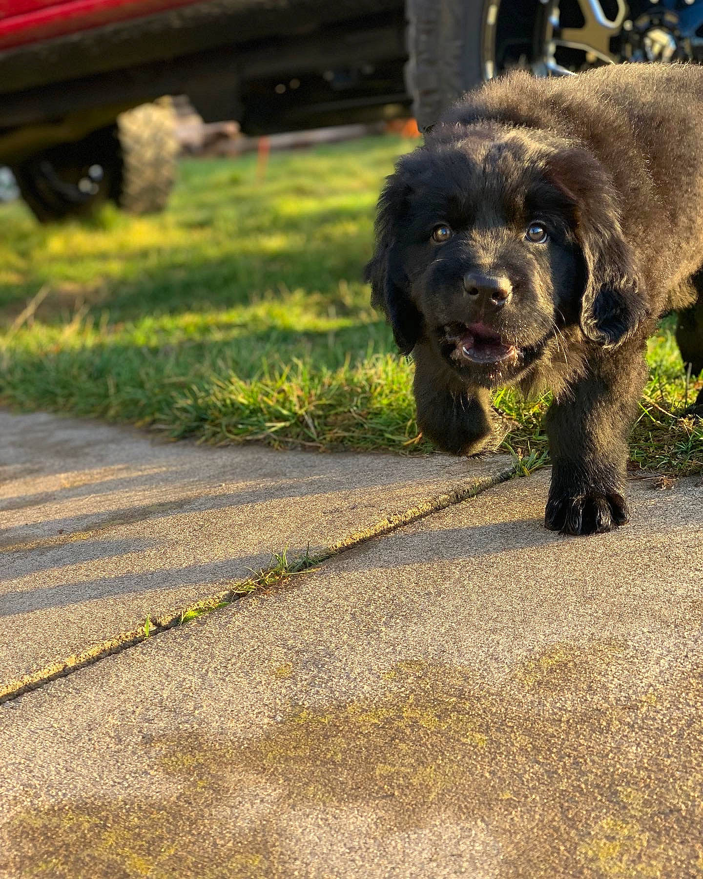 Bob is registered to the contest to win money with this photo: asphalt, automotive_tire, carnivore, companion_dog, dog, dog_breed, fur, grass, road_surface, snout, soil, sporting_group, tail, tar, terrestrial_animal, terrier, tints_and_shades, tire, wheel, working_animal