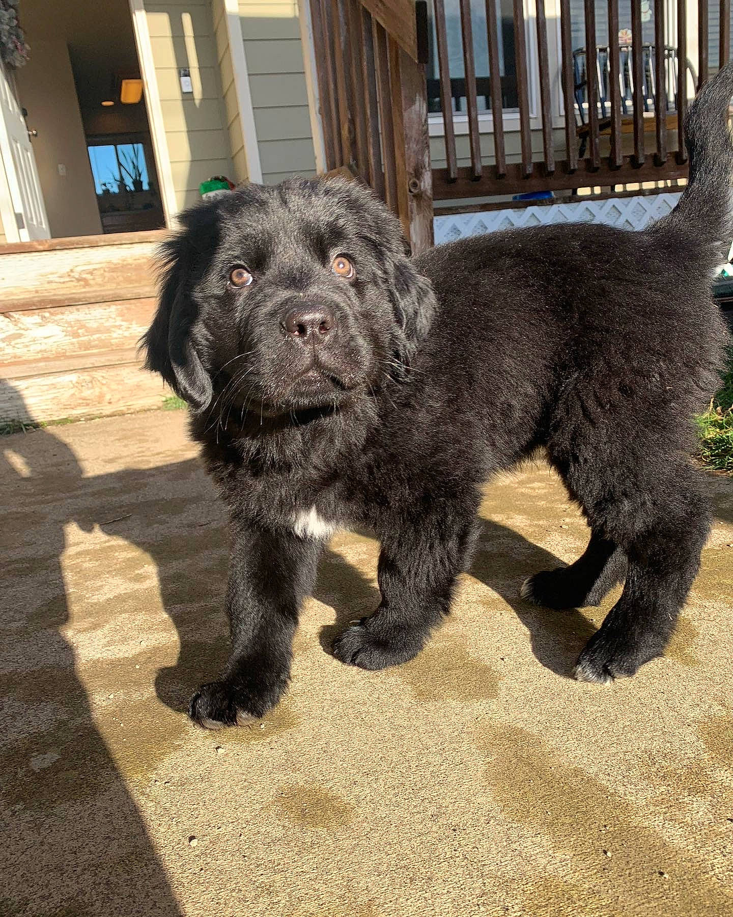 Bob is registered to the contest to win money with this photo: canidae, carnivore, companion_dog, dog, dog_breed, fur, liver, snout, sporting_group, tail, terrestrial_animal, working_animal, working_dog