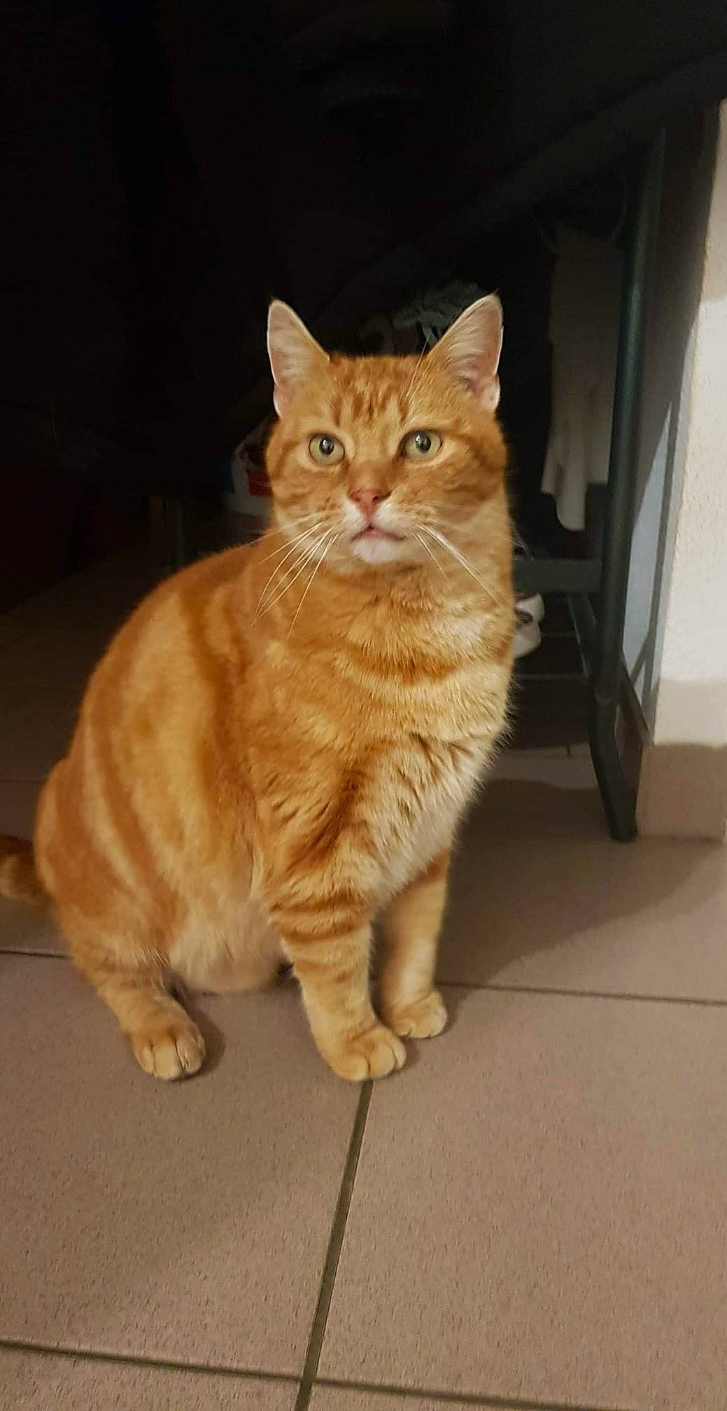 Cookie a rejoint le concours — aidez-le/la à gagner de superbes lots ! american_bobtail, american_shorthair, arabian_mau, asian, asian_semi_longhair, australian_mist, carnivore, cat, cymric, domestic_short_haired_cat, european_shorthair, fawn, felidae, kitten, kurilian_bobtail, mammal, small_to_medium_sized_cats, tabby_cat, vertebrate, whiskers