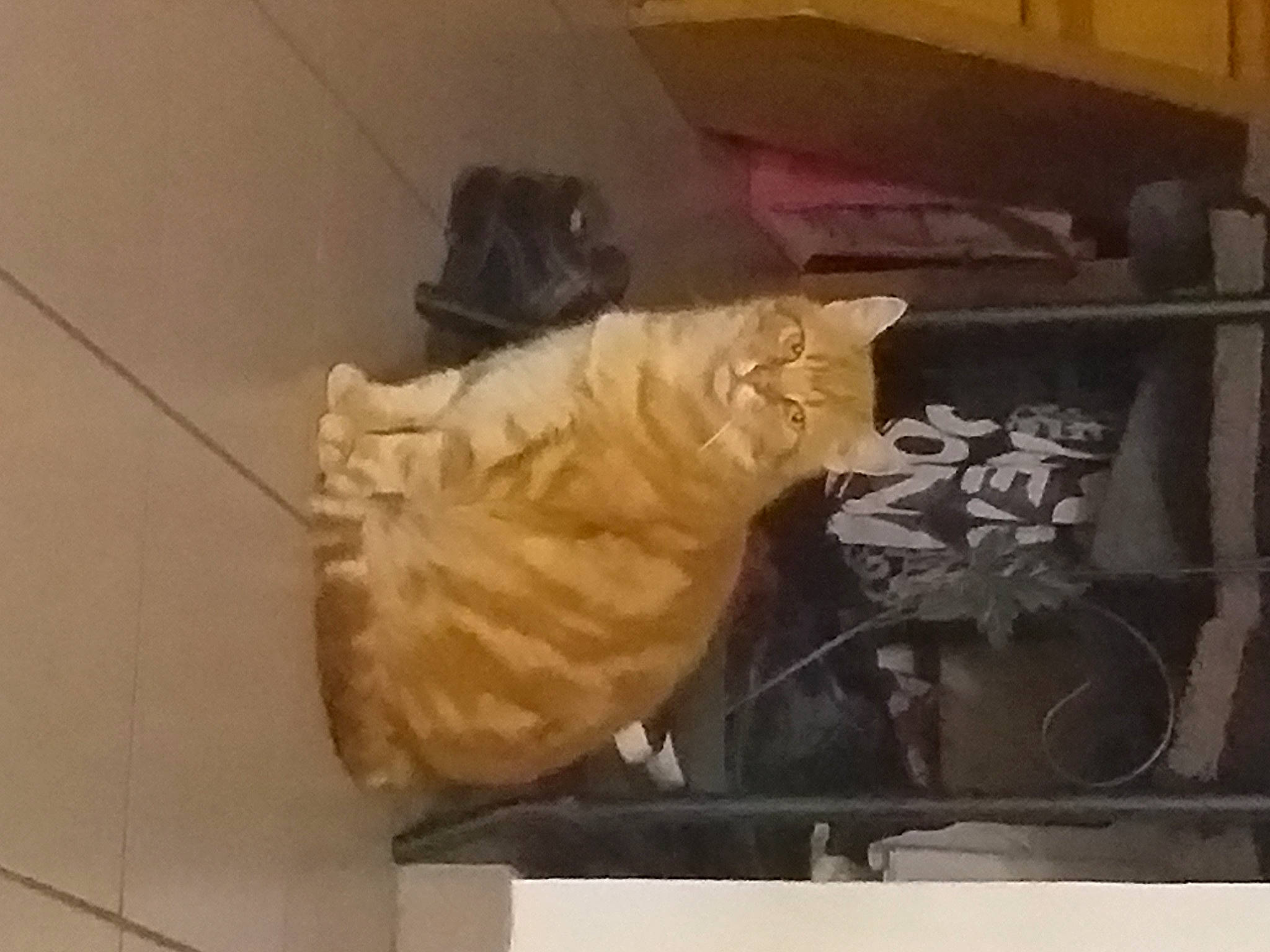 Cookie participe au concours pour gagner de l'argent avec cette photo : art, flooring, fur, hardwood, paper, plastic_bag, room, sporting_group, tail, visual_arts, wing, wood