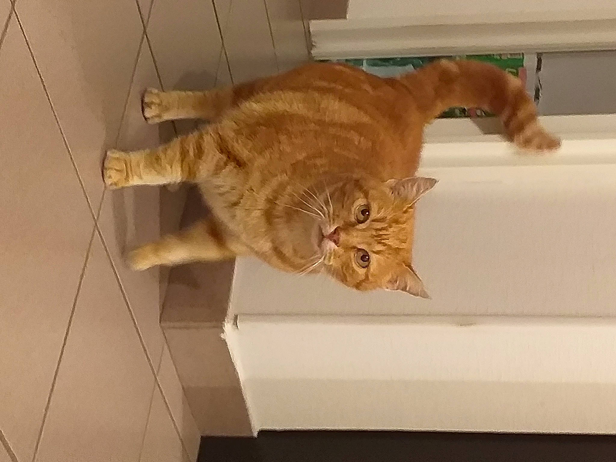 Cookie participe au concours pour gagner de l'argent avec cette photo : bathtub, carnivore, cat, cat_supply, claw, domestic_short_haired_cat, fawn, felidae, flooring, fur, hardwood, pet_supply, room, small_to_medium_sized_cats, tail, terrestrial_animal, tile, whiskers, wood