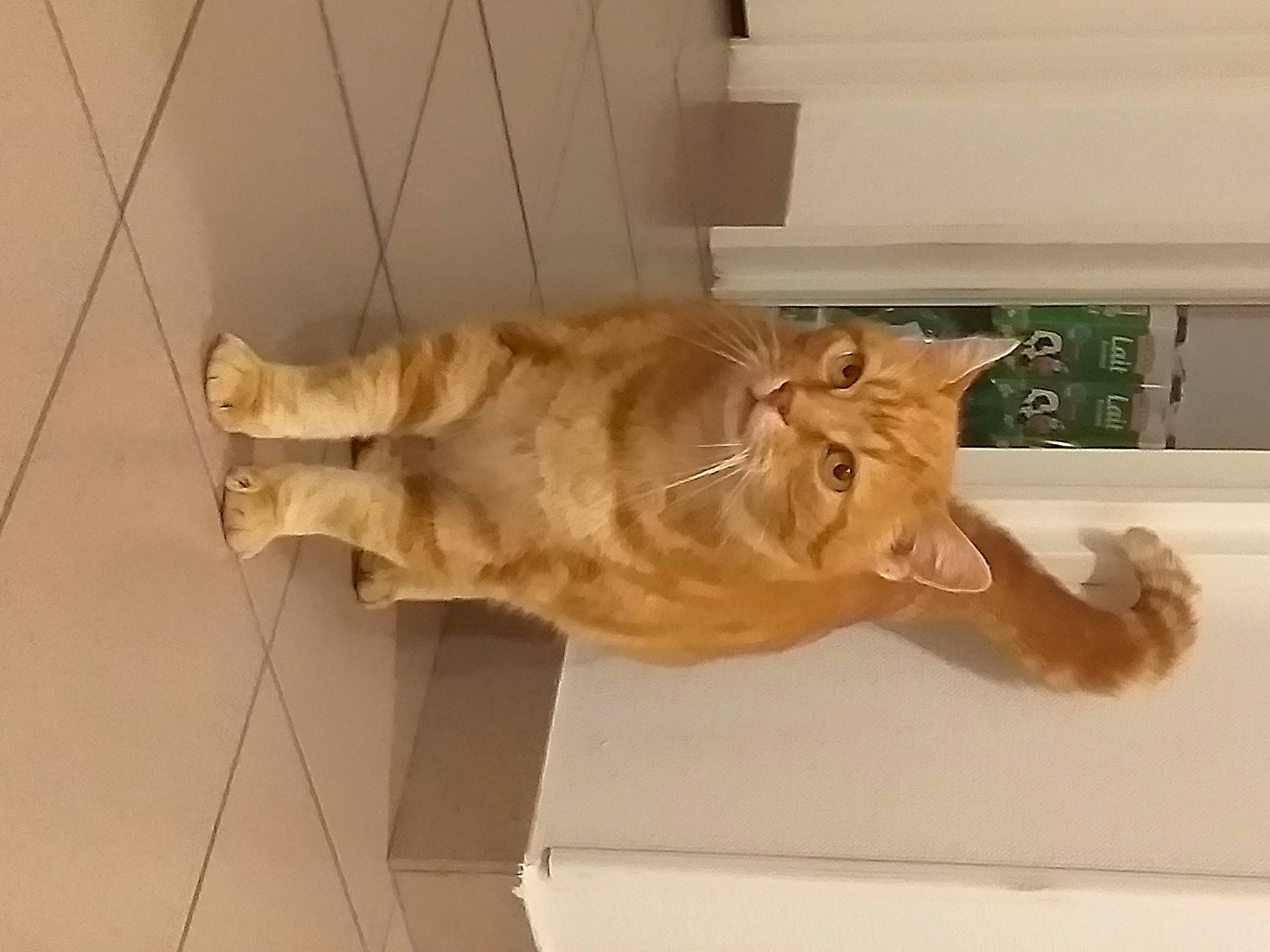 Cookie a rejoint le concours — aidez-le/la à gagner de superbes lots ! big_cats, canidae, carnivore, cat, claw, dog_breed, domestic_short_haired_cat, fawn, felidae, flooring, fur, hardwood, small_to_medium_sized_cats, sporting_group, tail, terrestrial_animal, whiskers, wood