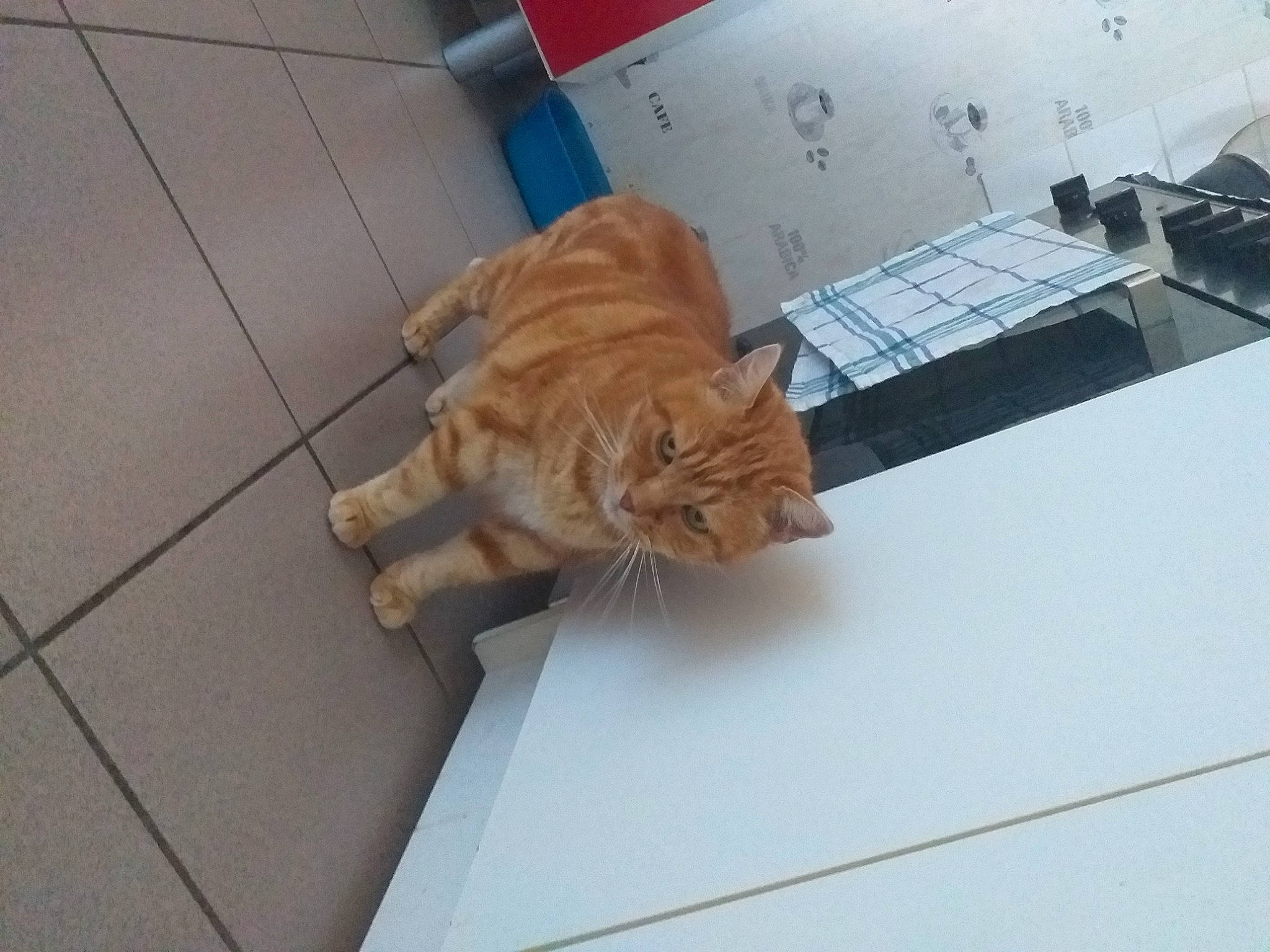 Cookie a rejoint le concours — aidez-le/la à gagner de superbes lots ! canidae, carnivore, cat, claw, companion_dog, dog_breed, domestic_short_haired_cat, fawn, felidae, floor, flooring, fur, hardwood, paw, small_to_medium_sized_cats, sporting_group, tail, tile_flooring, whiskers, wood