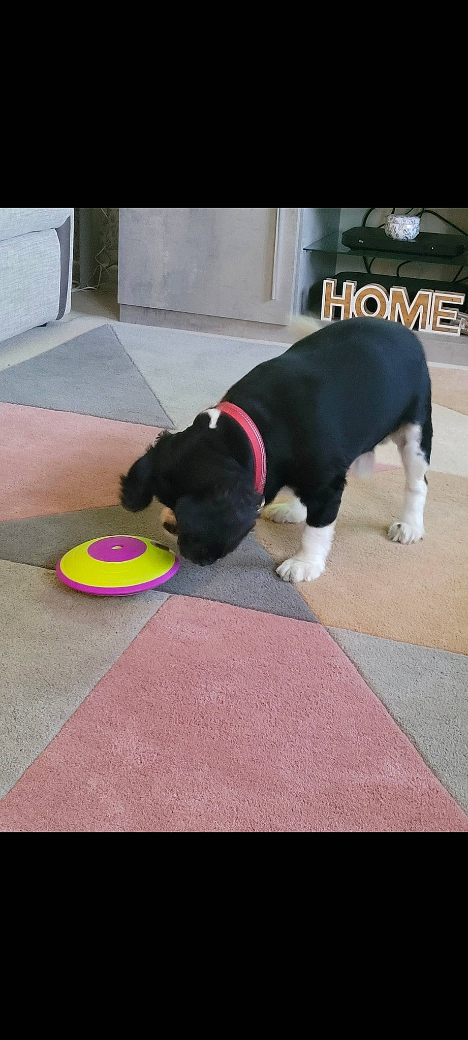 Riley joined the competition — help win amazing prizes! asphalt, canidae, carnivore, carpet, collar, companion_dog, dog, dog_breed, dog_supply, door_mat, floor, flooring, fur, pet_supply, road_surface, snout, sporting_group, tail, vehicle_door, working_animal