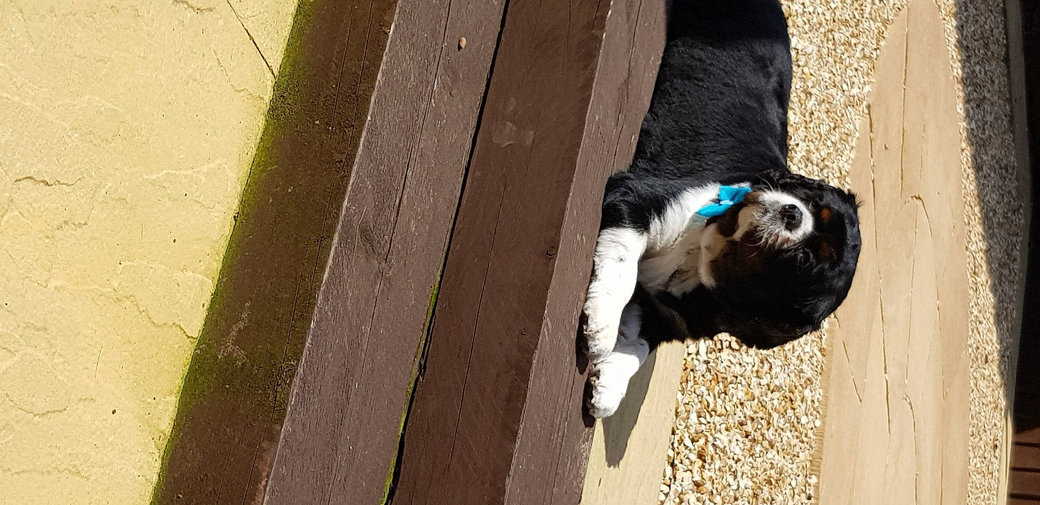 Riley joined the competition — help win amazing prizes! canidae, carnivore, companion_dog, concrete, dog, dog_breed, fawn, felidae, fur, pet_supply, road_surface, shadow, small_to_medium_sized_cats, snout, sporting_group, tail, tints_and_shades, whiskers, window, wood