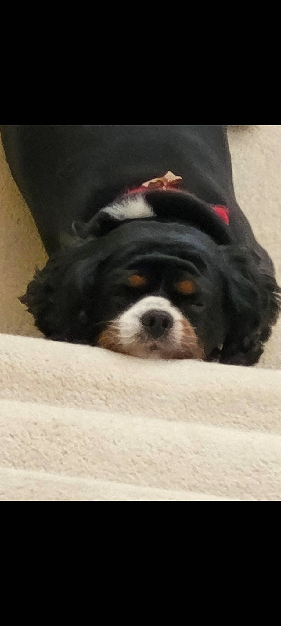 Riley joined the competition — help win amazing prizes! canidae, carnivore, companion_dog, dog, dog_breed, fur, king_charles_spaniel, liver, non_sporting_group, paw, puppy, recipe, small_terrier, sporting_group, terrestrial_animal, terrier, toy_dog, whiskers, working_animal, working_dog