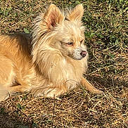 Praline participe au concours pour gagner de l'argent avec cette photo : dog, animal, outdoor, grass, sunlight, pet, fluffy, brown, nature, relaxed, lying_down, canine, fur, quiet, daytime, mammal, small_dog, ears_up, side_view, calm