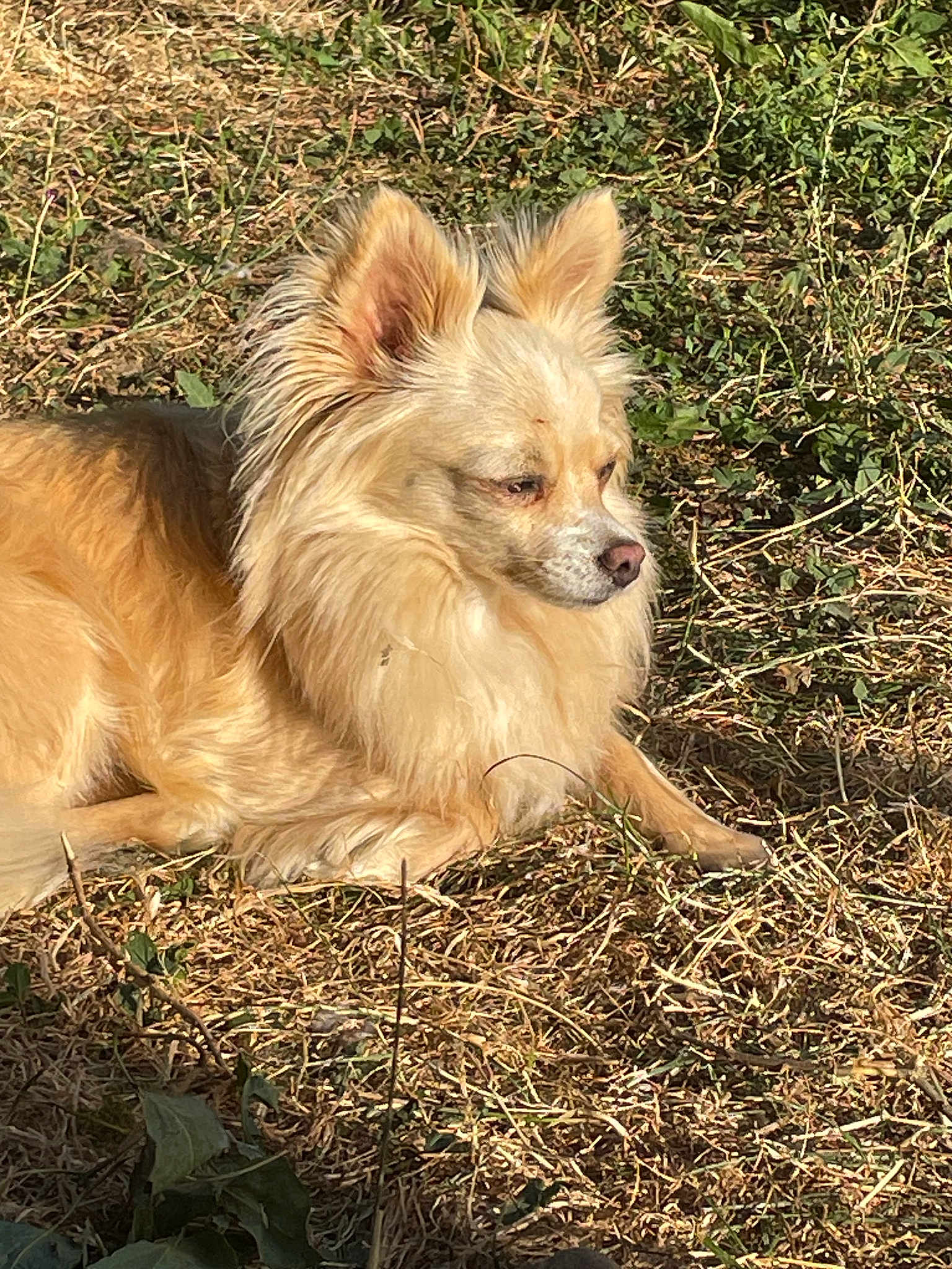 Praline participe au concours pour gagner de l'argent avec cette photo : dog, animal, outdoor, grass, sunlight, pet, fluffy, brown, nature, relaxed, lying_down, canine, fur, quiet, daytime, mammal, small_dog, ears_up, side_view, calm