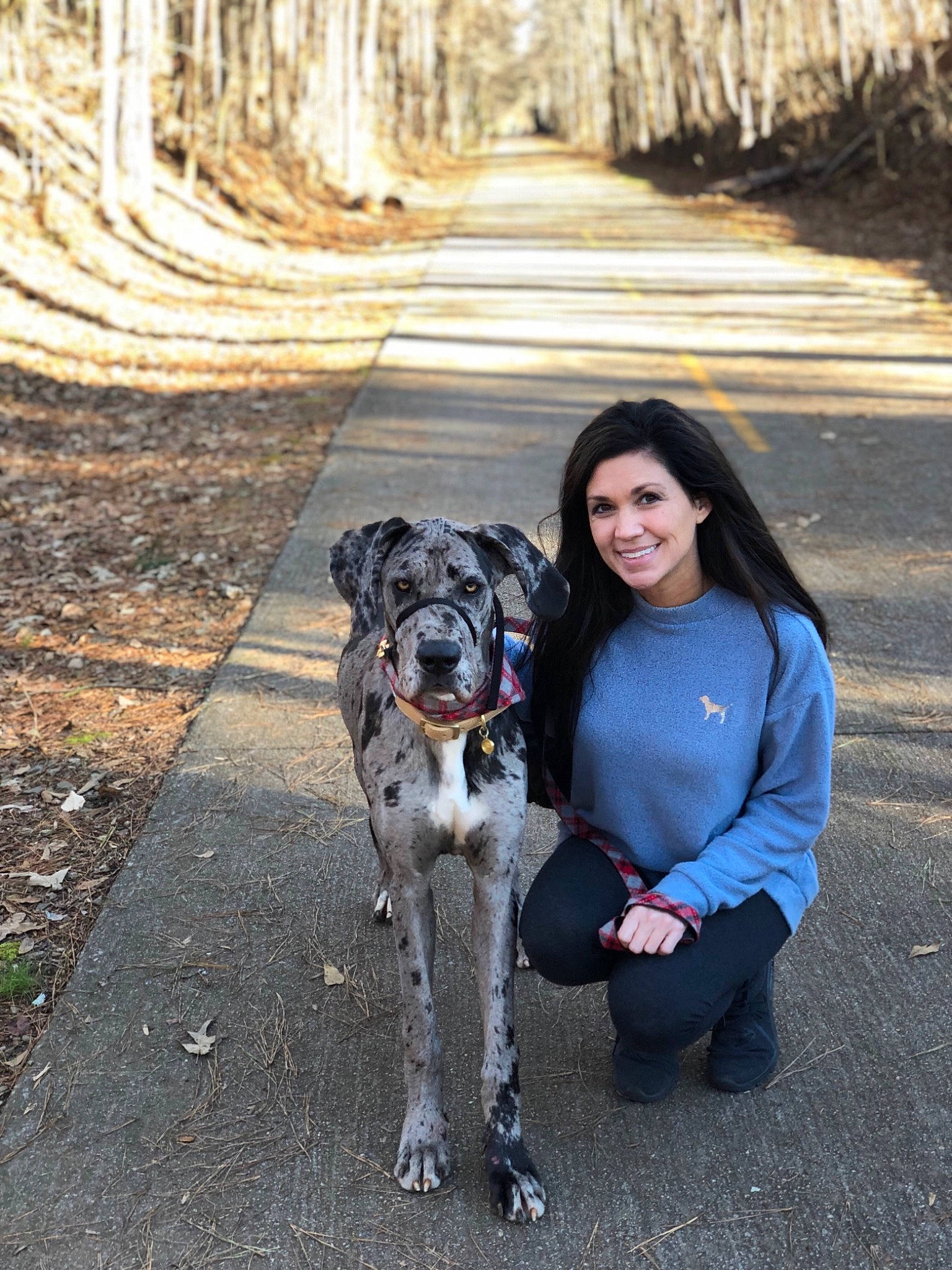 Bella joined the competition — help win amazing prizes! canidae, carnivore, dog, dog_breed, dog_walking, fawn, great_dane, guard_dog, joy, louisiana_catahoula_leopard_dog, mammal, non_sporting_group, person, sporting_group, working_dog