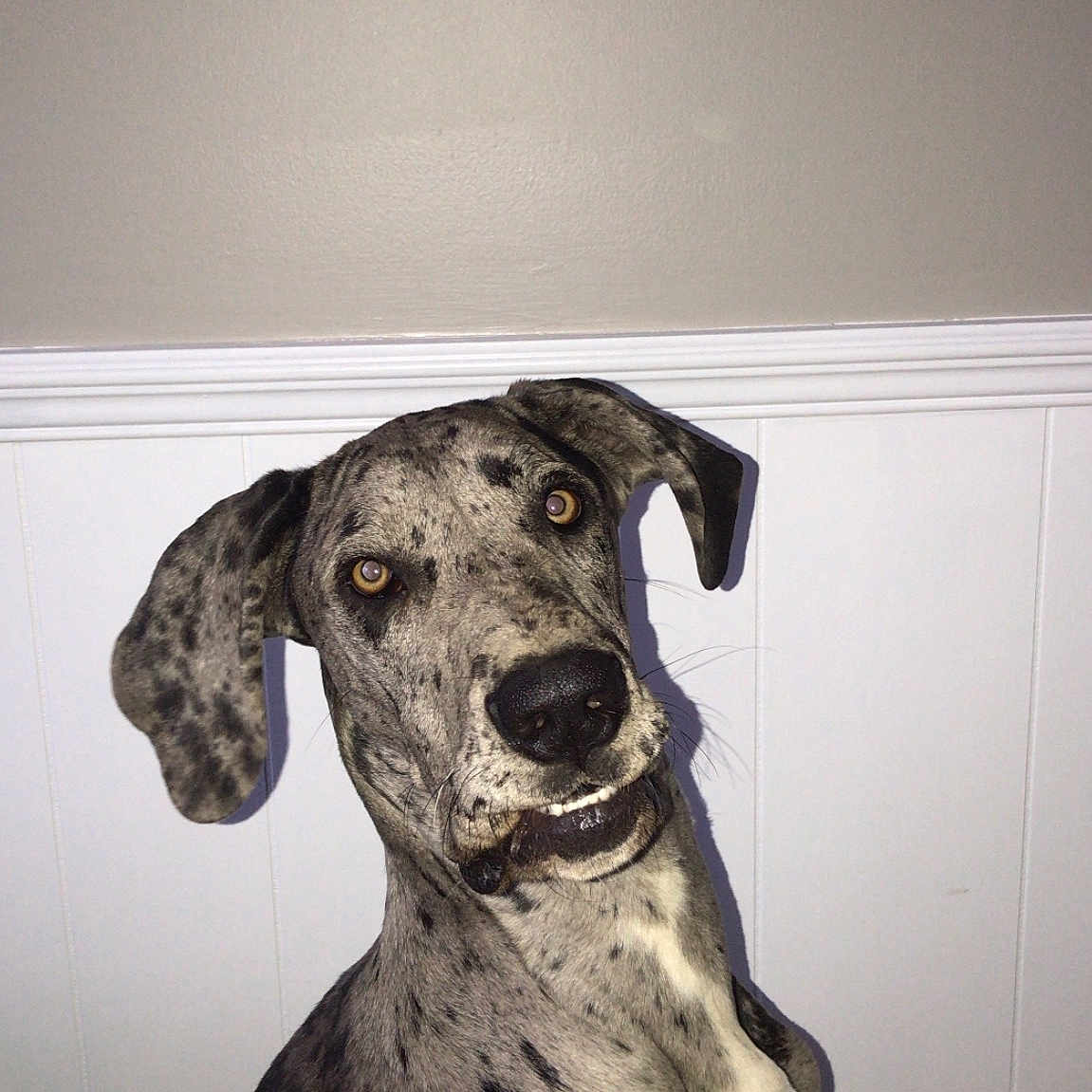 Bella is registered to the contest to win money with this photo: canidae, carnivore, dalmatian, dog, dog_breed, fawn, great_dane, guard_dog, louisiana_catahoula_leopard_dog, mammal, non_sporting_group, plott_hound, pointer, snout, sporting_group, vertebrate, working_dog