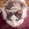 Brume participe au concours pour gagner de l'argent avec cette photo : cat, blue_eyes, fluffy, indoor, wooden_floor, pink_wall, whiskers, pet, feline, close_up, curious, crouching, animal, domestic_animal, fur, mammal, cute, portrait, looking, resting