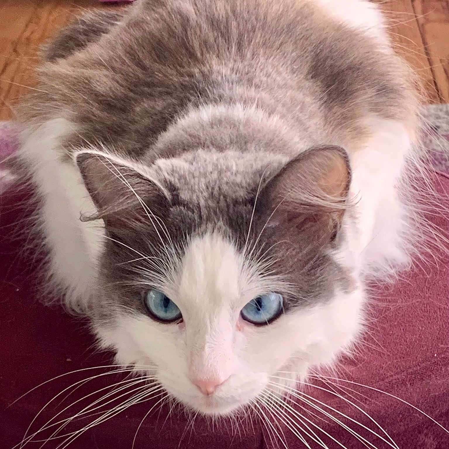 Brume participe au concours pour gagner de l'argent avec cette photo : cat, blue_eyes, fluffy, indoor, wooden_floor, pink_wall, whiskers, pet, feline, close_up, curious, crouching, animal, domestic_animal, fur, mammal, cute, portrait, looking, resting