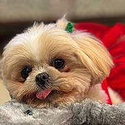 Twinkie joined the competition — help win amazing prizes! dog, pet, cute, fluffy, tongue_out, red_clothing, bow, soft_blanket, close_up, indoors, animal, adorable, face, fur, small_dog, resting, expression, portrait, friendly, cozy