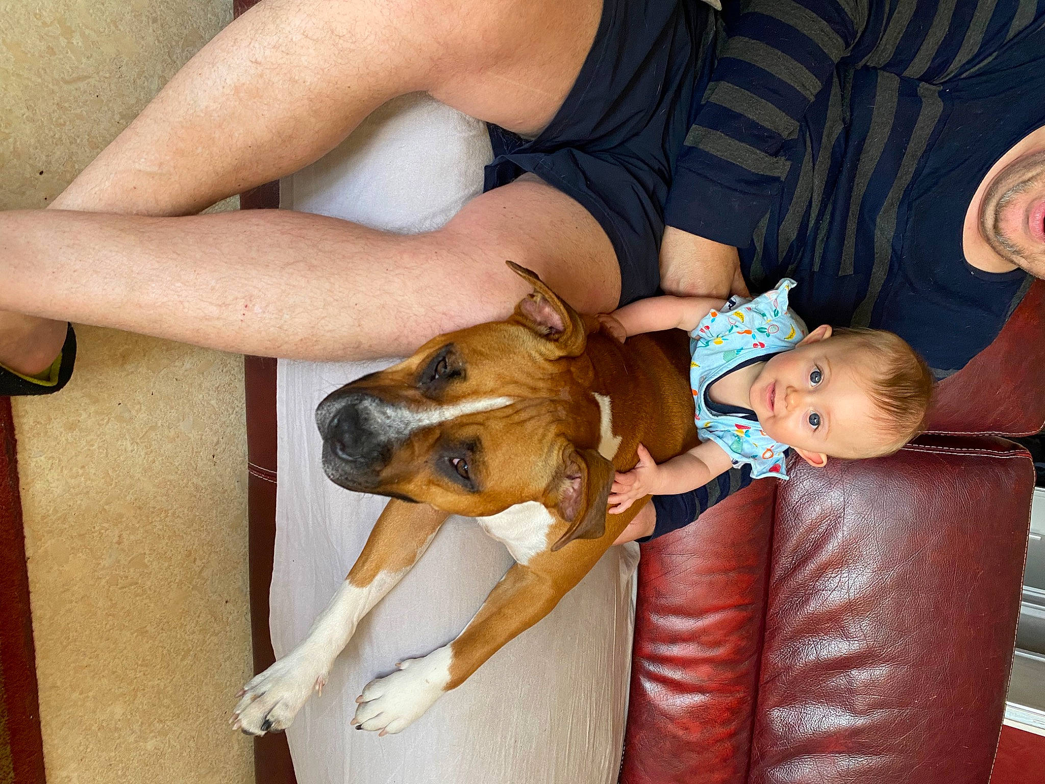 Maelys participe au concours pour gagner de l'argent avec cette photo : arm, carnivore, child, comfort, companion_dog, couch, dog, dog_breed, elbow, fawn, finger, gesture, happy, human_leg, joint, lap, mammal, person, thigh, toddler