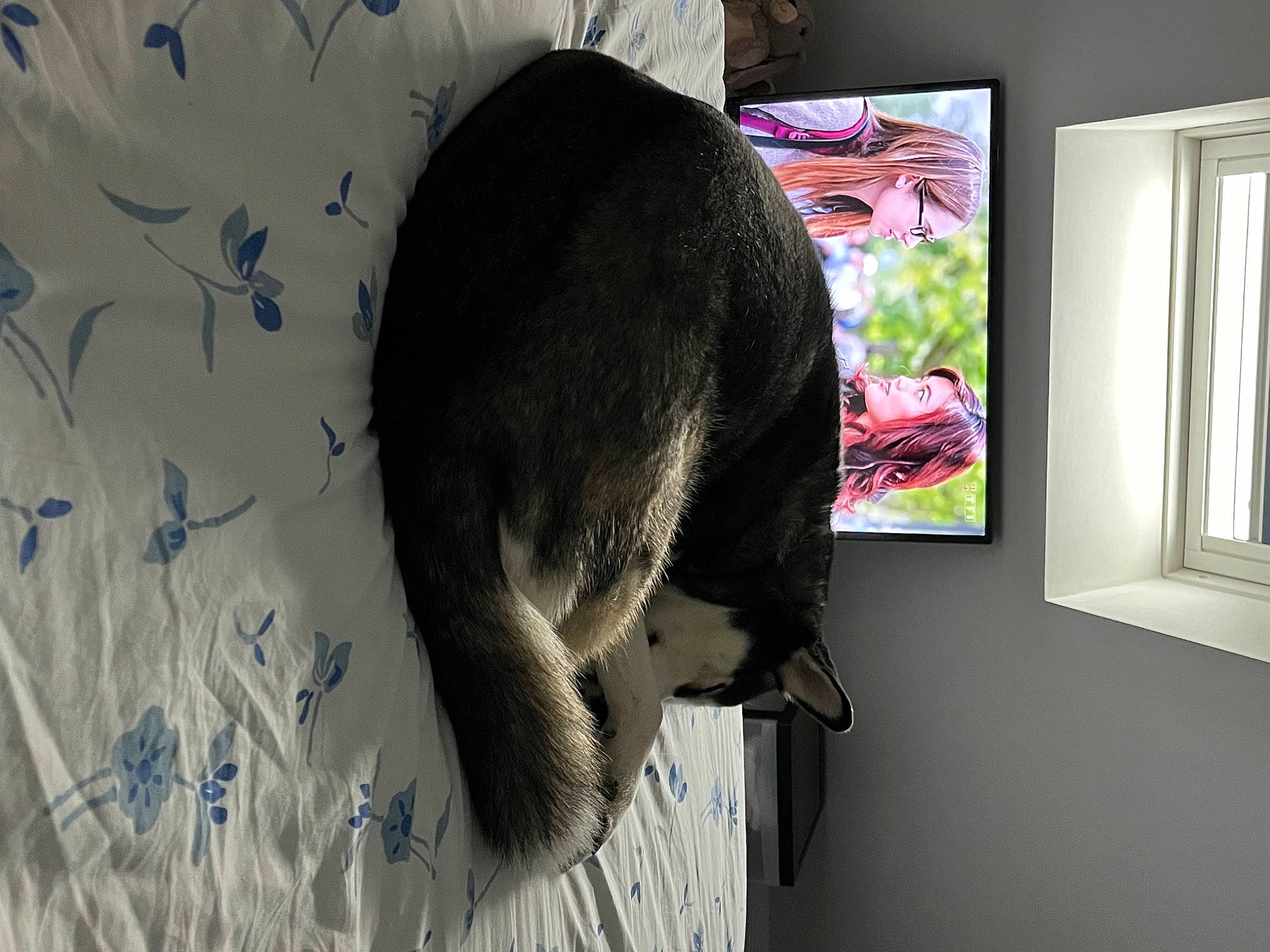 Loba participe au concours pour gagner de l'argent avec cette photo : carnivore, cat, comfort, domestic_short_haired_cat, ear, felidae, fur, headgear, magenta, plant, small_to_medium_sized_cats, snout, sporting_group, tail, visual_arts, whiskers, window