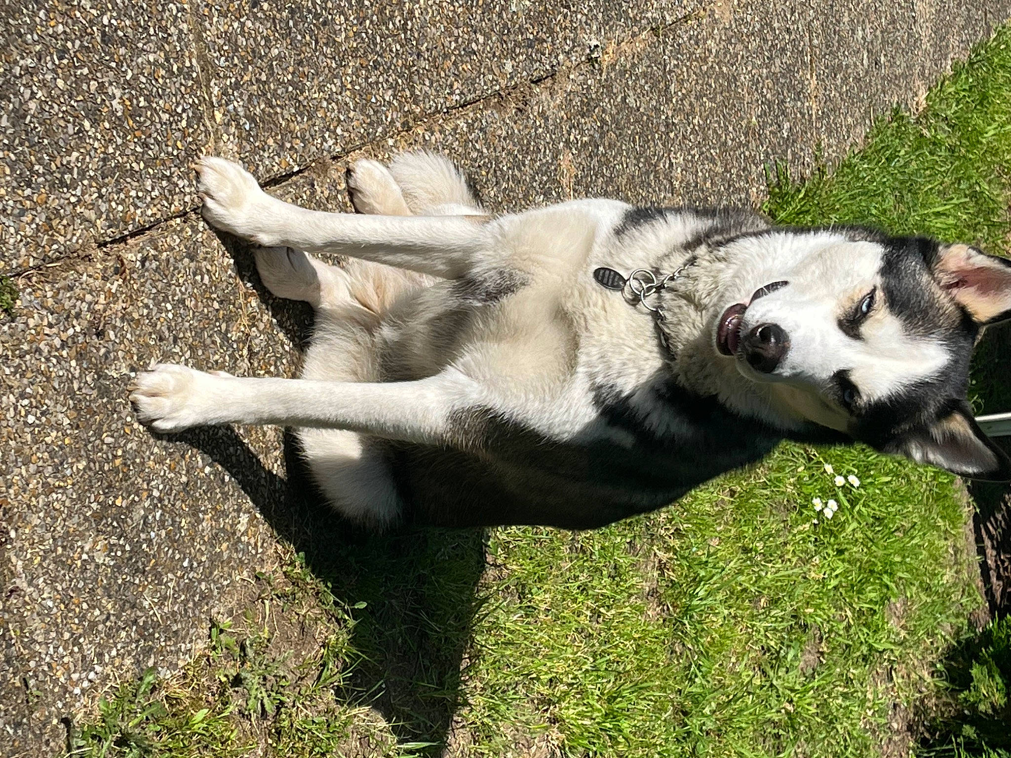 Loba a rejoint le concours — aidez-le/la à gagner de superbes lots ! canidae, carnivore, companion_dog, dog, dog_breed, fawn, grass, guard_dog, herbaceous_plant, jaw, non_sporting_group, pack_animal, plant, snout, sporting_group, tail, terrestrial_animal, wildlife, working_animal, working_dog