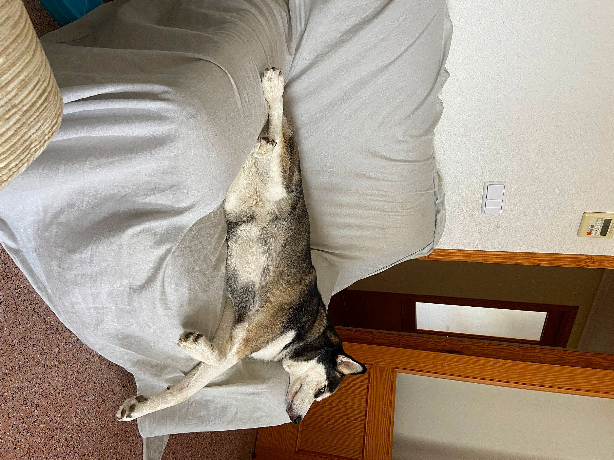 Loba a rejoint le concours — aidez-le/la à gagner de superbes lots ! bedding, comfort, couch, elbow, feather, flooring, fur, hardwood, human_leg, linens, plastic_bag, room, sleeve, tail, wood