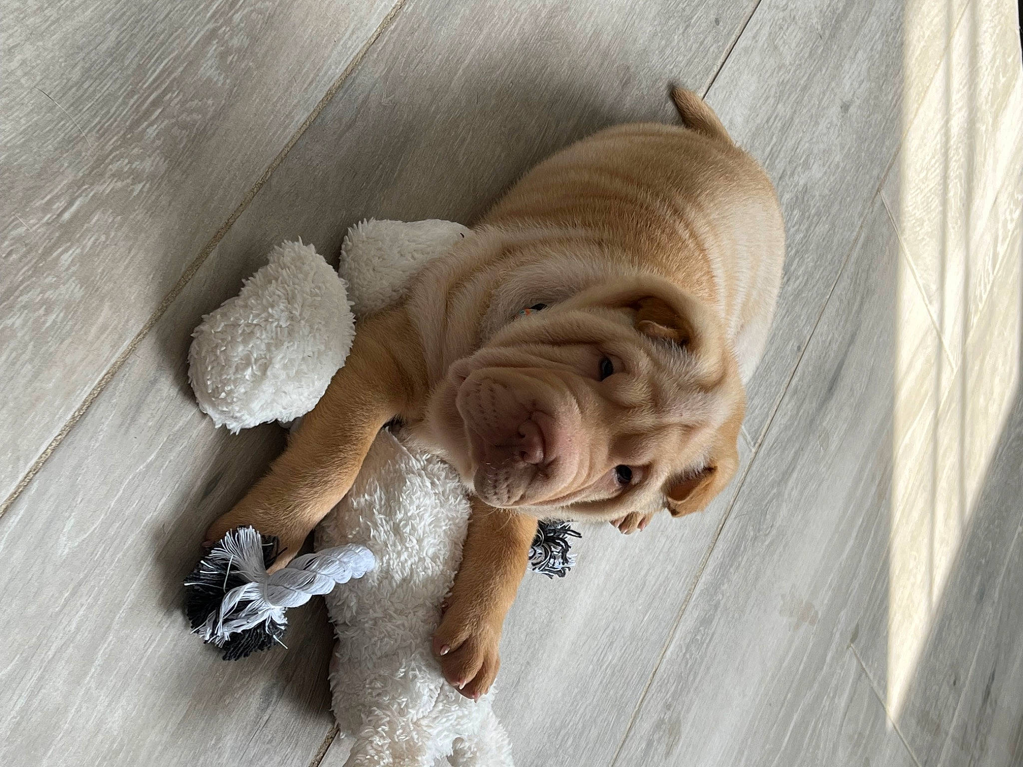 Coockie participe au concours pour gagner de l'argent avec cette photo : art, artifact, big_cats, carving, fawn, felidae, figurine, hardwood, lion, sculpture, snout, tail, toy, wood, wrinkle