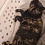 Isis a rejoint le concours — aidez-le/la à gagner de superbes lots ! animal, cat, cozy, curious, cute, domestic, ears, feline, fur, home, indoor, laundry_basket, looking_up, pet, relaxed, resting, tail, tortoiseshell_cat, towel, whiskers