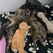 Isis a rejoint le concours — aidez-le/la à gagner de superbes lots ! animal, cat, cute, domestic, family, feline, fur, indoor, kitten, mammal, mother_cat, nursing, orange_kitten, paw_print_blanket, pet, resting, sleeping, snuggling, tabby, young_animals