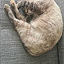 Chanel a rejoint le concours — aidez-le/la à gagner de superbes lots ! animal, cat, cozy, curled_up, cute, domestic_animal, fabric_texture, feline, fur, gray_couch, indoor, nap, paw, pet, relaxed, resting, sleeping, soft, tabby, whiskers
