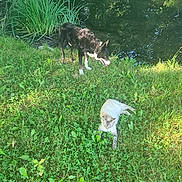 Chanel participe au concours pour gagner de l'argent avec cette photo : animal, canine, cat, dog, feline, grass, greenery, leaf, mammal, nature, outdoor, peaceful, pet, pond, relaxing, shrubbery, summer, sunlight, water, wildlife