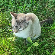 Chanel participe au concours pour gagner de l'argent avec cette photo : cat, animal, outdoor, grass, greenery, pet, feline, nature, sitting, fur, whiskers, tail, ears, eyes, daylight, plant, leaf, closeup, mammal, quiet