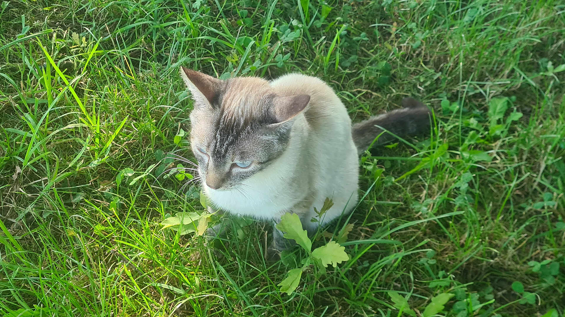Chanel participe au concours pour gagner de l'argent avec cette photo : cat, animal, outdoor, grass, greenery, pet, feline, nature, sitting, fur, whiskers, tail, ears, eyes, daylight, plant, leaf, closeup, mammal, quiet