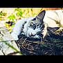 cat, feline, pet, outdoor, grass, straw, blue_eyes, closeup, portrait, lying_down, ear, whiskers, shallow_depth_of_field, bokeh, sunlight, relaxed, adorable, domestic_cat, inquisitive, nature