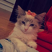 Stormi is registered to the contest to win money with this photo: cat, fluffy, bow, pet, indoor, relaxed, white, gray, fur, animal, cute, lap, person, clothing, cozy, wooden_floor, furniture, casual, resting, companion