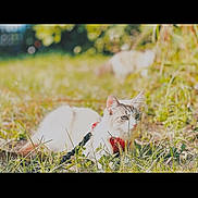 Stormi is registered to the contest to win money with this photo: cat, feline, pet_cat, harness, leash, grass, outdoor, sunlight, bokeh, portrait, whiskers, lying_down, greenery, nature, summer, animal, close_up, ears, eyes, relaxed