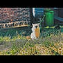 Maui is registered to the contest to win money with this photo: cat, grass, brick_wall, green_bin, backyard, outdoor, feline, sitting, sunlight, fur, portrait, blurred_background, lawn, whiskers, eyes, domestic_animal, trash_can, shallow_depth_of_field, vintage_color_grade, curious_expression