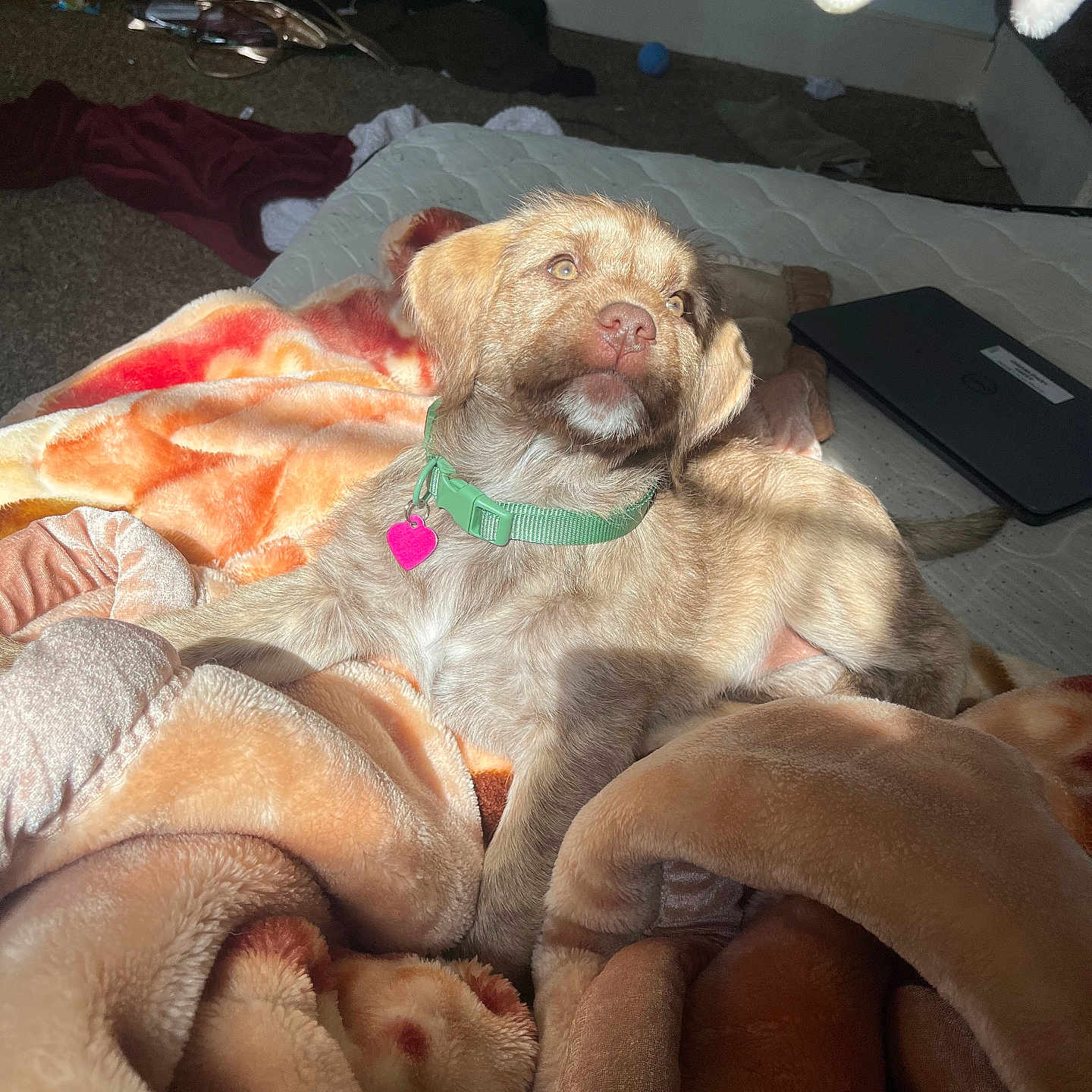 Verena is registered to the contest to win money with this photo: animal, bed, blanket, carpet, collar, cozy, curious, cute, dog, fur, home, indoor, laptop, pet, puppy, relaxed, resting, soft, sunlight, tag