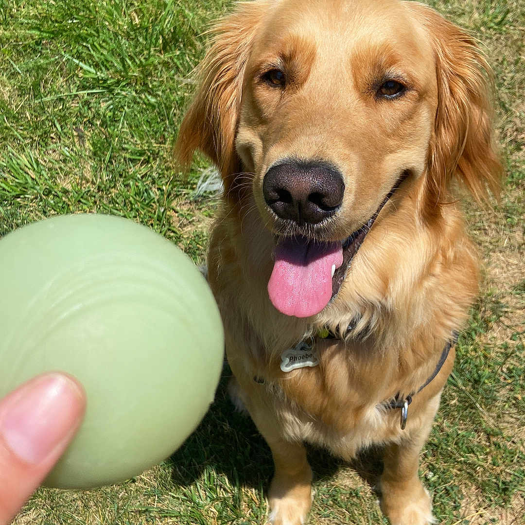 Phoebe joined the competition — help win amazing prizes! accessories, animal, ball, canine, clothing, dog, egg, food, footwear, goldenretriever, grass, lawn, pet, plant, puppy, shoe, sphere, sport, tennis, tennisball