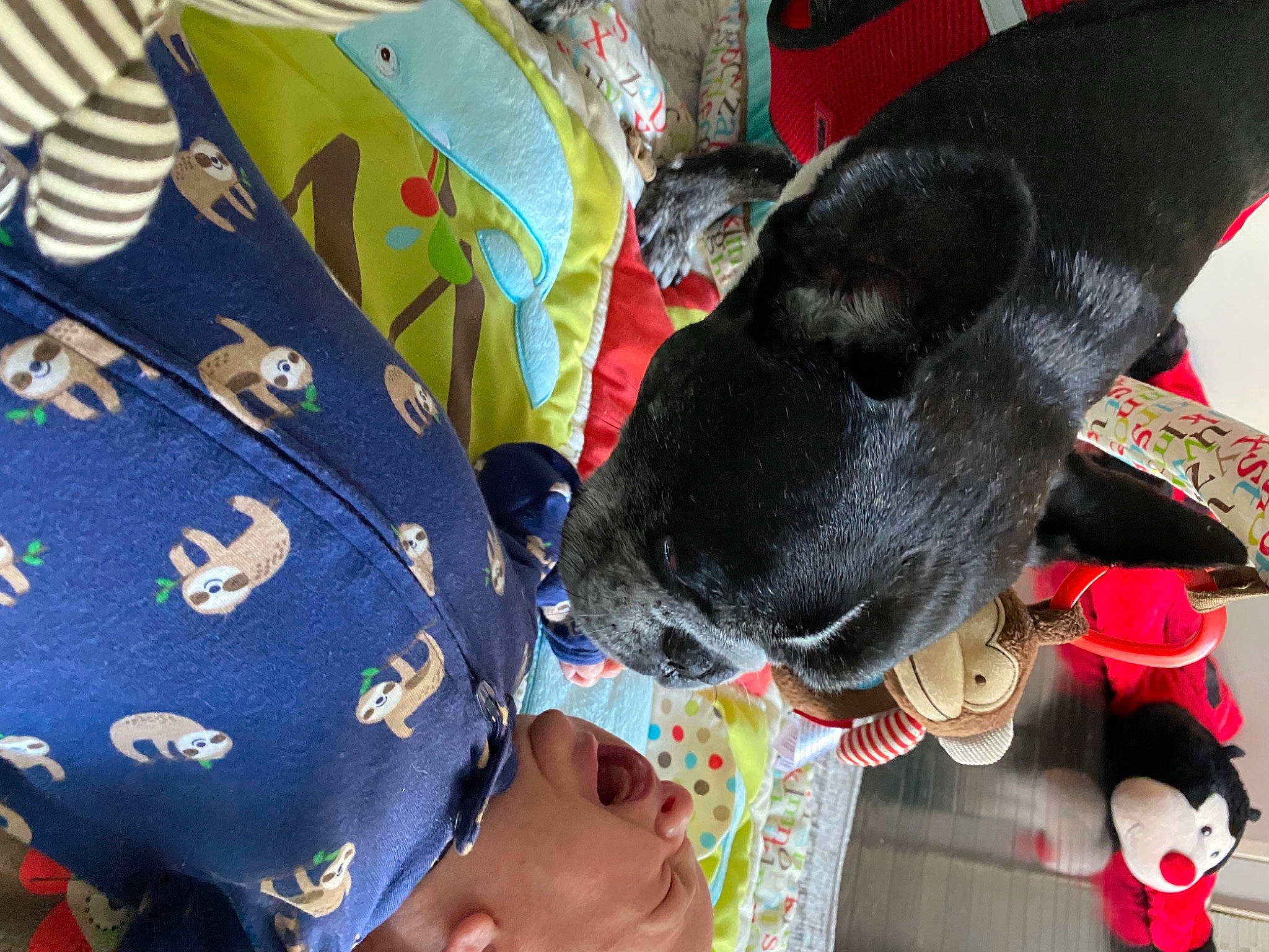 Jacob joined the competition — help win amazing prizes! carnivore, collar, companion_dog, dog, dog_breed, dog_collar, fashion_accessory, fur, guard_dog, non_sporting_group, pattern, person, personal_protective_equipment, sporting_group, t_shirt, tradition, working_animal