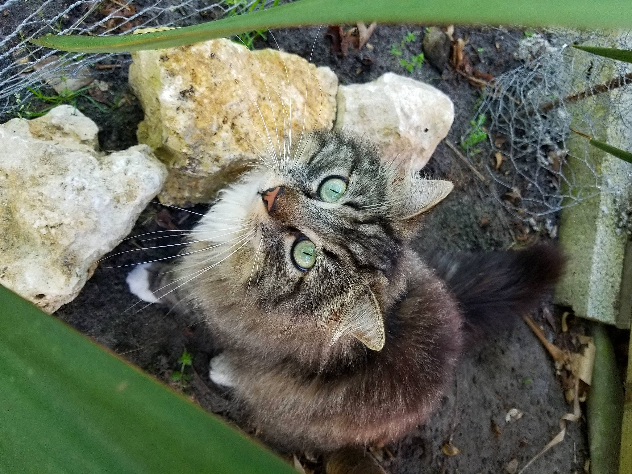 Bamboo a rejoint le concours — aidez-le/la à gagner de superbes lots ! carnivore, cat, felidae, grass, leaf, plant, small_to_medium_sized_cats, tabby_cat, whiskers, wild_cat