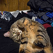 Tiny is registered to the contest to win money with this photo: cat, tabby_cat, pet, fur, green_eyes, whiskers, paws, belly, lying_on_back, looking_at_camera, indoor, laundry, pile_of_clothes, wood_paneling, cozy, close_up, portrait, relaxed, household, sleepy
