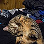 cat, tabby_cat, pet, fur, green_eyes, whiskers, paws, belly, lying_on_back, looking_at_camera, indoor, laundry, pile_of_clothes, wood_paneling, cozy, close_up, portrait, relaxed, household, sleepy